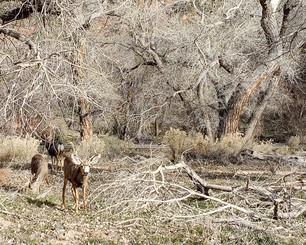 Zion National Park, Utah